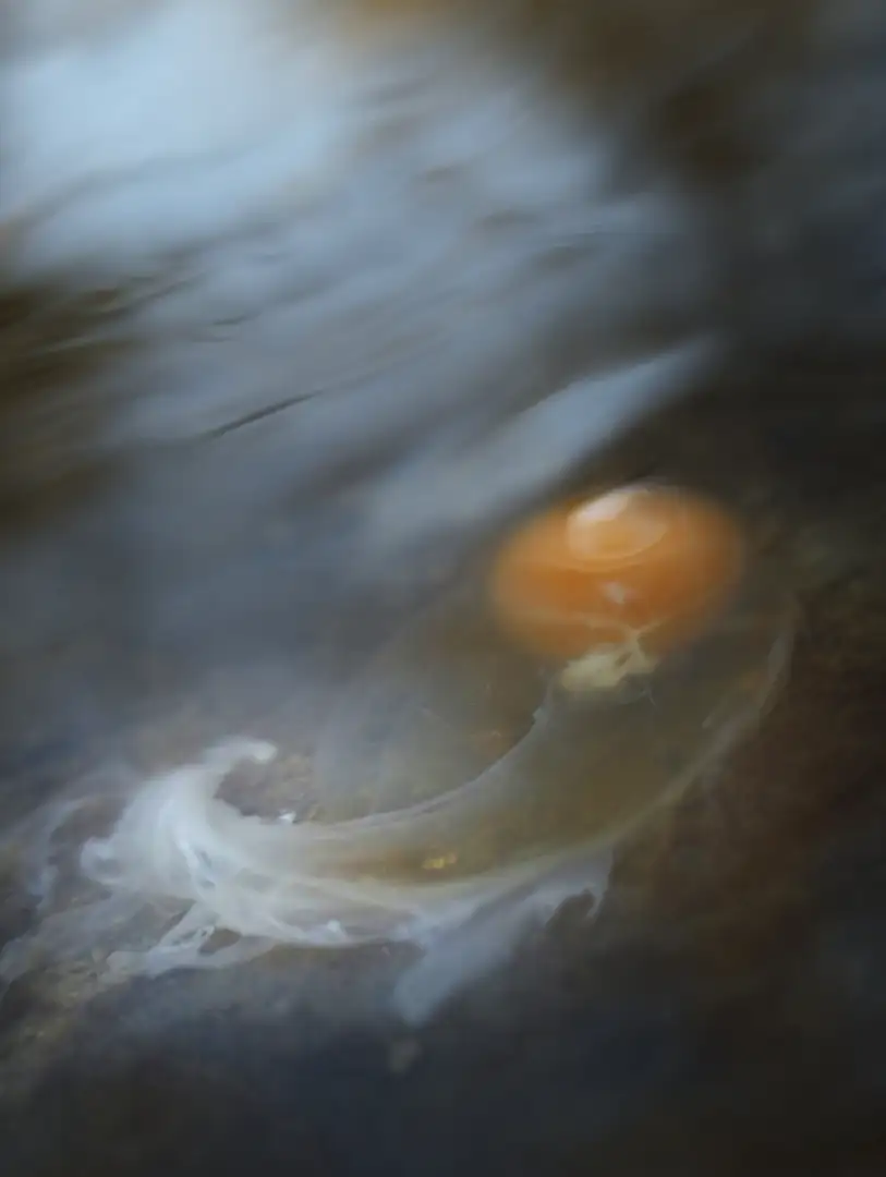Egg the Flow photograph
